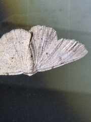 Aeolochroma quadrilinea