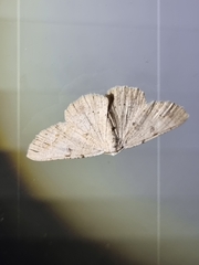 Aeolochroma quadrilinea