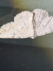 Aeolochroma quadrilinea