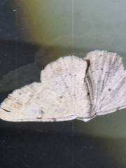 Aeolochroma quadrilinea