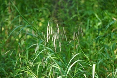 Bromus kalmii