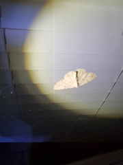 Aeolochroma quadrilinea