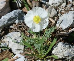 Papaver alpinum alpinum