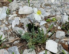 Papaver alpinum alpinum
