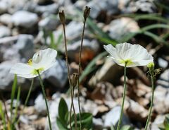 Papaver alpinum alpinum