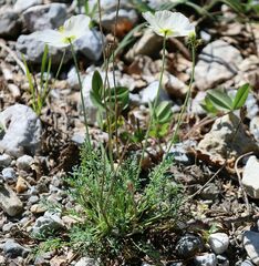 Papaver alpinum alpinum