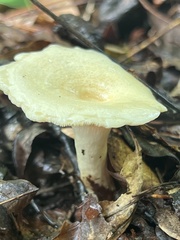 Lactifluus glaucescens