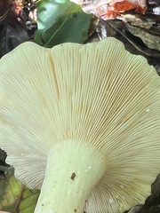 Lactifluus glaucescens