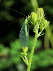 Chrysopa pallens-group