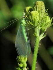 Chrysopa pallens-group