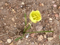 Zephyranthes longifolia