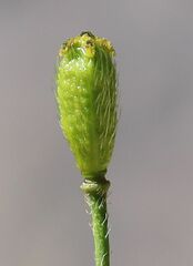 Papaver alpinum alpinum