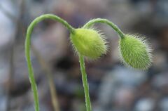 Papaver alpinum alpinum