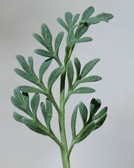 Papaver alpinum alpinum