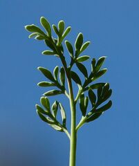 Papaver alpinum alpinum