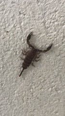 Liocheles