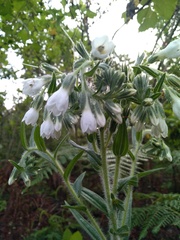 Lithospermum trinervium