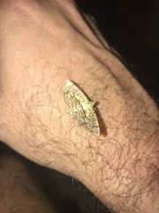 Haritalodes