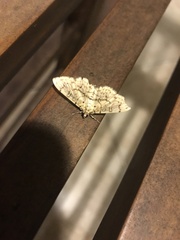 Haritalodes