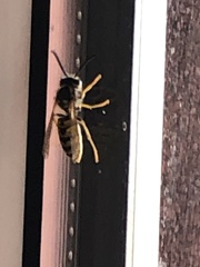 Vespula germanica