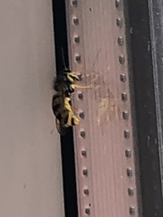 Vespula germanica