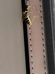 Vespula germanica
