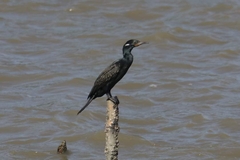Phalacrocorax fuscicollis