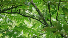 Phylloscopus castaniceps