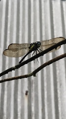 Agrionoptera longitudinalis