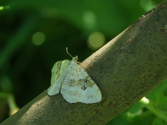 Xanthorhoe montanata