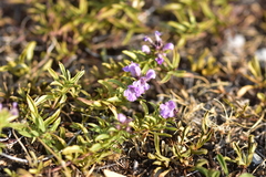 Satureja subspicata