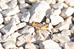 Prionotropis hystrix