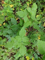 Rhus aromatica aromatica