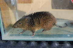 Oxymycterus rufus