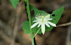 Passiflora capsularis