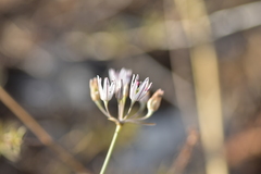 Allium moschatum