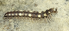 Polydesmus collaris