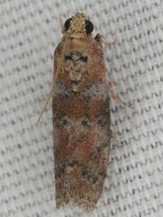 Sciota rubrisparsella