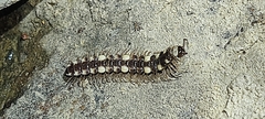 Polydesmus collaris