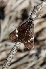 Platagarista macleayi