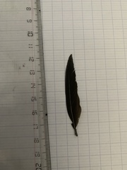 Ptyonoprogne rupestris