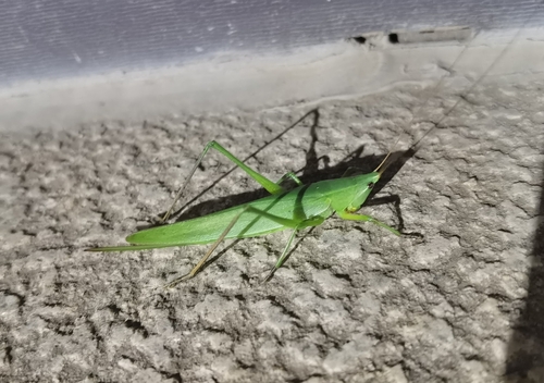 Ruspolia dubia