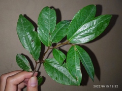 Cynometra cauliflora