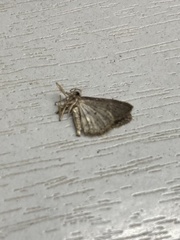 Idaea seriata
