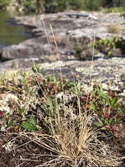 Festuca saximontana
