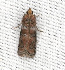 Sciota rubrisparsella