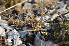 Gampsocleis abbreviata