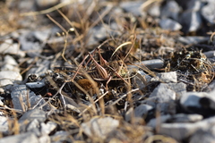 Gampsocleis abbreviata
