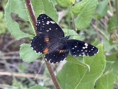 Chlosyne lacinia crocale