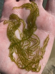 Draparnaldioides